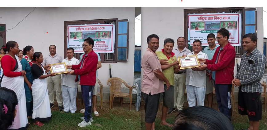 धान  दिवसको अवसरमा देवचुली १३ द्वारा दुई कृषक समूह सम्मानित 